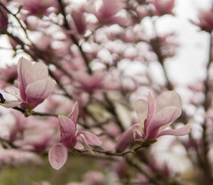 Close-up of pink cherry blossoms