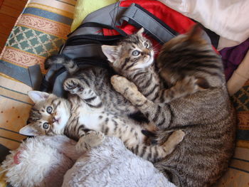 High angle view of cats relaxing at home