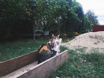 Cat relaxing on field