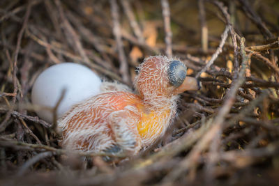 Close-up of birds in nest