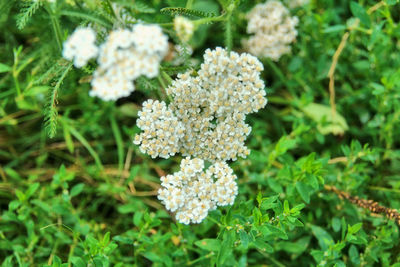 Close-up of flowers blooming outdoors