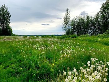 Scenic view of flowering plants on field against sky