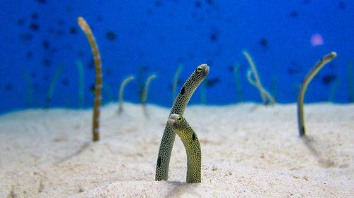 Fish swimming in sea