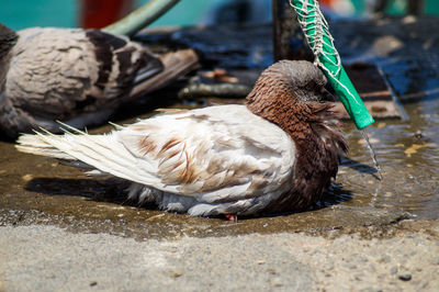 Close-up of pigeon in puddle