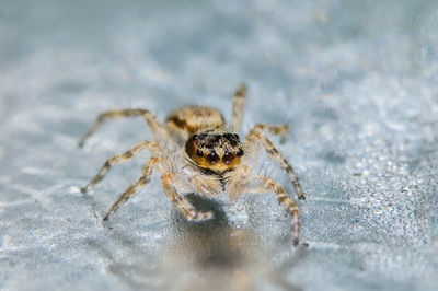 Close-up of spider on wet surface