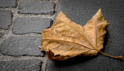 Close-up of maple leaf