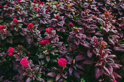 Close-up of pink flowering plants