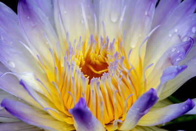 Close-up of purple flowering plant