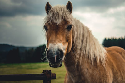 Close-up of horse on field against sky