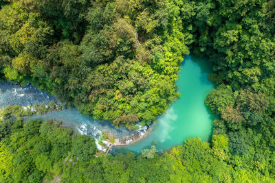 High angle view of trees in forest