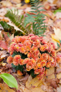 Close-up of flowers