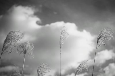 Close-up of plant against sky