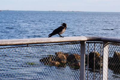 Birds perching on railing by sea against sky