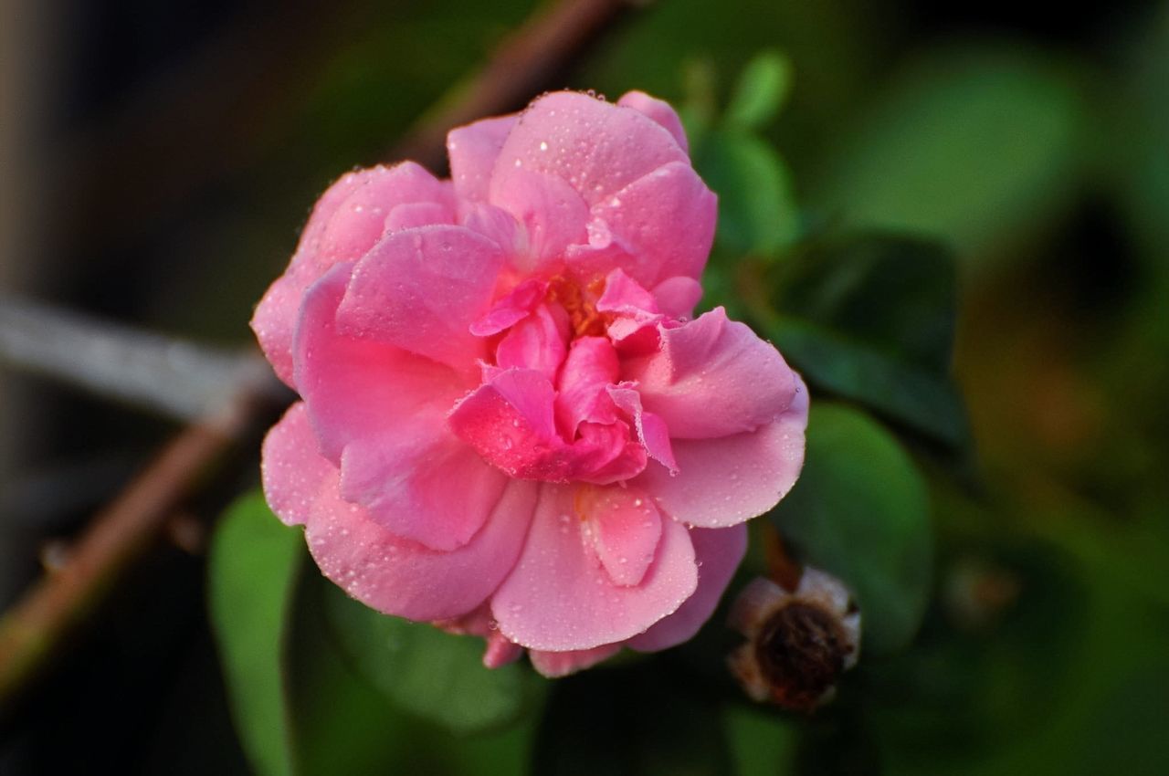 flower, flowering plant, plant, pink, beauty in nature, freshness, petal, blossom, close-up, inflorescence, macro photography, flower head, fragility, nature, camellia sasanqua, growth, rose, focus on foreground, no people, drop, outdoors, water, springtime, leaf, wet, plant part, shrub, botany, magenta, pollen