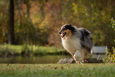 Dog running on land by lake