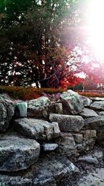Sun shining through trees