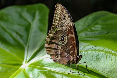 Close-up of butterfly on leaves