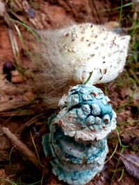 Close-up of mushroom growing on field