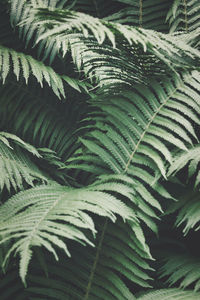 Close-up of fern leaves