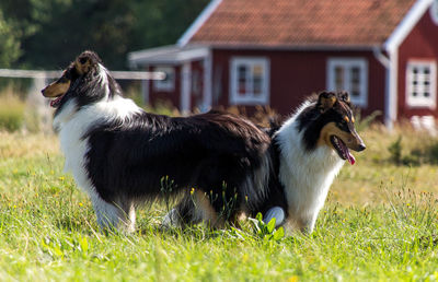 Sheep grazing on grassy field