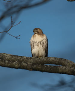 Red-tailed hawk in green-wood cemetery, brooklyn