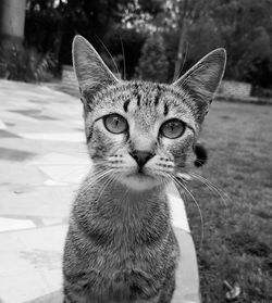 Close-up portrait of cat