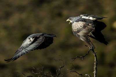 Close-up of eagle flying