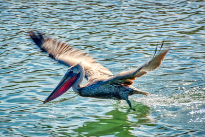 Duck swimming in lake