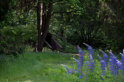 View of purple flower trees in forest