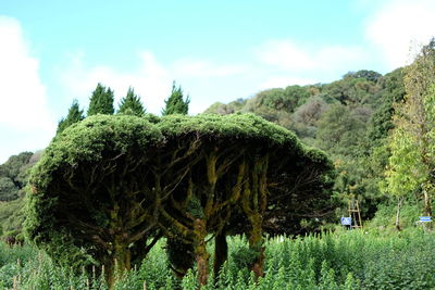 Plants growing on land against sky