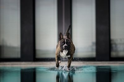 Portrait of dog on swimming pool
