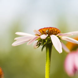 Close-up of insect on flower