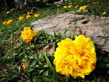 Close-up of yellow marigold blooming in field