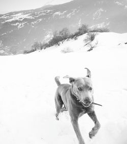 Dog standing on snow covered landscape