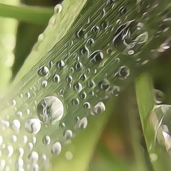 Close-up of wet plant