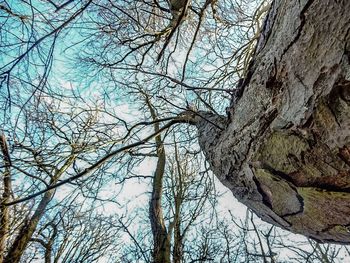 Low angle view of bare trees against sky