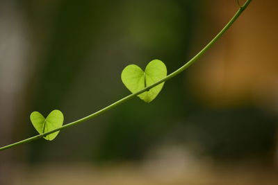 Close-up of fresh green plant