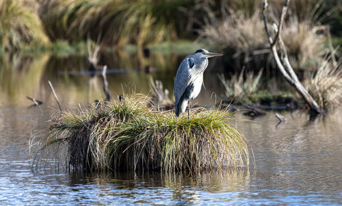 High angle view of gray heron perching on a lake