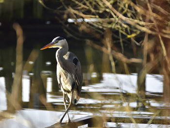 High angle view of gray heron