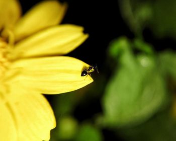 Close-up of bee on yellow flower