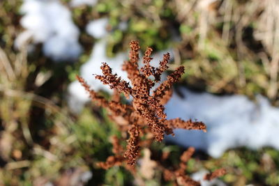 Close-up of pine cone on tree