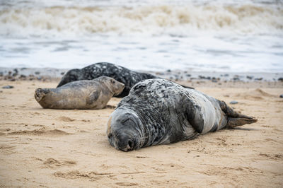 Grey seal adult and pup, halichoerus grypus, resting on sand beach, uk.