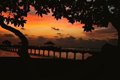 Silhouette of trees at sunset