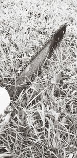 High angle view of frozen plants on land