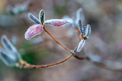 Close-up of frozen plant