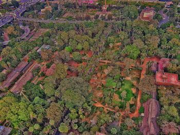 High angle view of trees growing on field