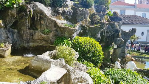 Plants growing on rock against building