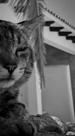 Close-up of cat against sky