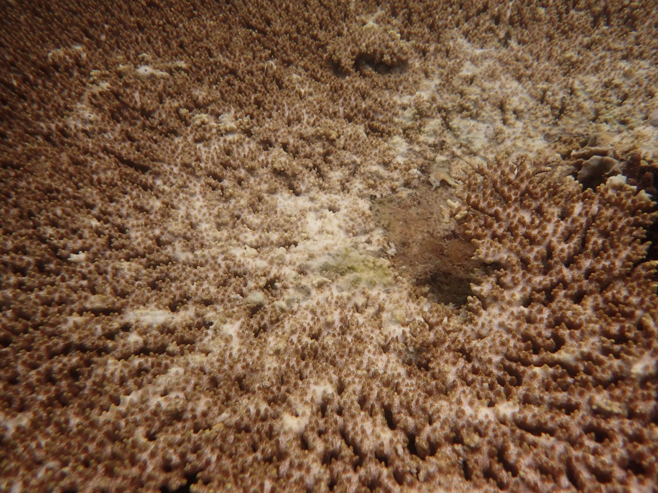 FULL FRAME SHOT OF SEA WITH ANIMAL IN BACKGROUND