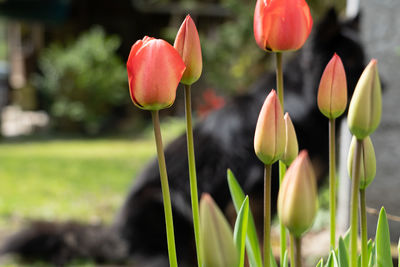 Close-up of tulips with black dog in background.